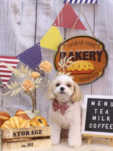 20240911みるくちゃん